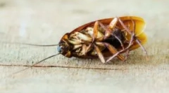 Літній алкоголь як засіб від тарганів