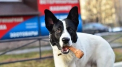 Постійна вимога уваги