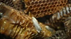 Настоянка та екстракт восків