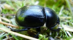 Мерроген весна