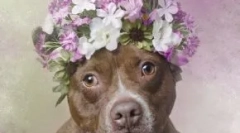 Не так страшно: 30 милі фотографії ями булі