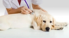 Нетримання сечі в собаці: причини, лікування, профілактика