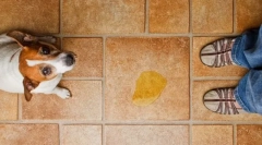 Нетримання сечі