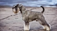 Дешеві собаки середнього розміру: опис та фотографії