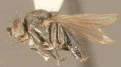 Нафтовий побережжя