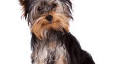 Неблокові породи собак