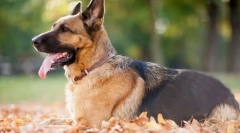 Німецька вівчарка