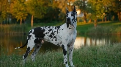 Німецький дог