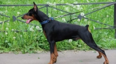 Німецький пінчер