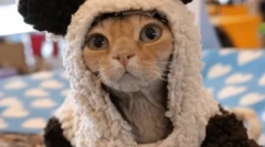 Німецька рекс: особливості породи