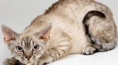 Німецька рекс