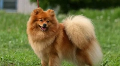 Німецький шпіц