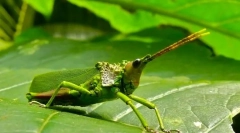 Незвичайні форми комах