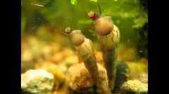 Незвичайні та недорогі жителі акваріуму