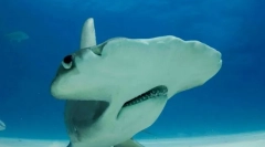 Незвичайні і смішні імена риби