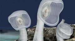 Незвичайні мешканці морських глибин