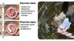 Незвичайні статеві органи звичайних гусей