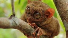 Незвичайні тварини