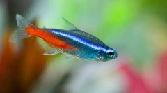 Neons (paracheirodonidae)