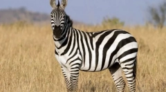 Непарних тварин