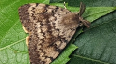 Розпакування шовкопряда