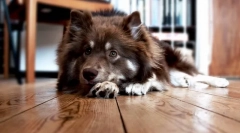 Неприємний запах рота у собак: можливі причини