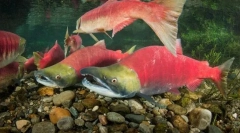 Червоний лосось