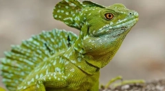 Система нервової рептилії