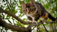 Кішка нещасних випадків