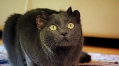 Неймовірні домашні тварини: відомі кішки-мутанти