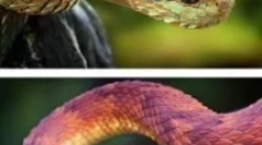 Неймовірні тварини та комахи, існування яких важко повірити