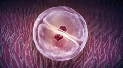 Неможливо: близнюки у світі тварин