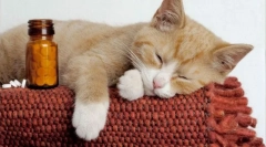 Незалежні кішки