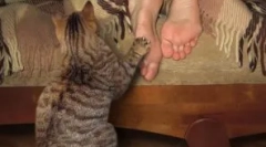 Нюанси виховання кошеня і найбільш поширених помилок