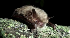 Приготований