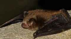 Триколічне нічне світло