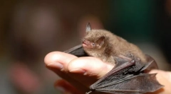 Нічне світло. Летючі миші