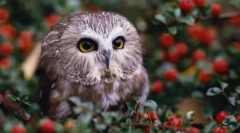 Нічні охоронці - сови