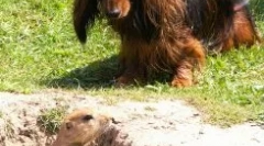 Норні породи собак