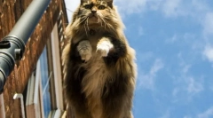 Норвезька лісова кішка (фото): доброта, закрита в північному характері