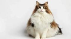 Норвезька лісова кішка