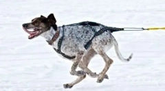 Норвезька спорт метис: нова порода їзда собак