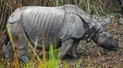 Індійські носоріжки