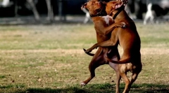 Про боротьбу породжує мовчання слово