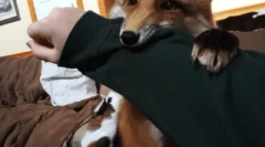 Про лисиць, як домашні тварини домашні тварини