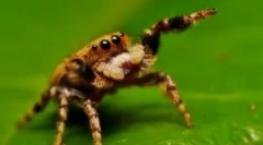 Про те, що павук живиться в дикій природі і вдома