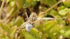 Про те, як породи павуків