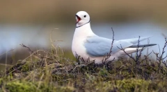 Мешканці арктики: найбільш північні тварини у світі