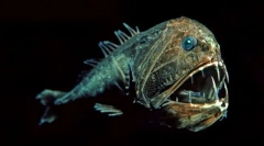 Мешканці морських глибин