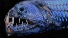 Мешканці зневажених океанських глибин на фотографіях давида робеля